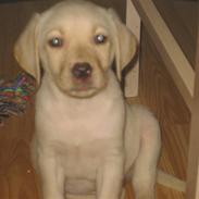 Labrador retriever futte