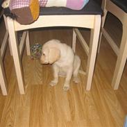 Labrador retriever futte