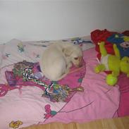 Labrador retriever futte