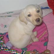 Labrador retriever futte