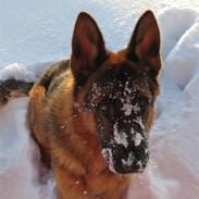 Schæferhund Ozzy