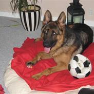 Schæferhund Ozzy