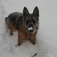 Schæferhund Ozzy