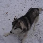 Siberian husky Snorri