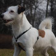 Jack russell terrier Billie *Bils*