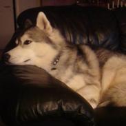 Siberian husky Snorri