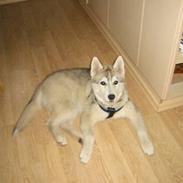 Siberian husky Snorri