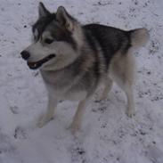 Siberian husky Snorri