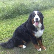 Berner sennenhund Bianca