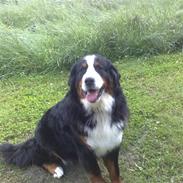 Berner sennenhund Bianca