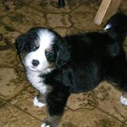 Berner sennenhund Bianca