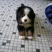 Berner sennenhund Bianca