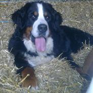 Berner sennenhund Bianca
