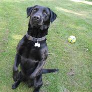 Labrador retriever King