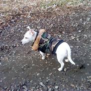 Jack russell terrier Bella<3