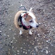 Jack russell terrier Bella<3