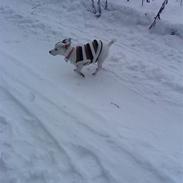 Jack russell terrier Bella<3