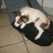Papillon Cato