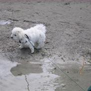 Bichon à poil frisé Ludvig 