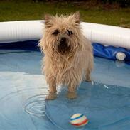 Cairn terrier Oliver