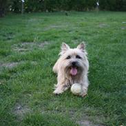 Cairn terrier Oliver