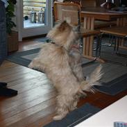 Cairn terrier Oliver