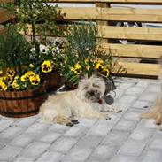 Cairn terrier Oliver