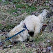 Cairn terrier Oliver