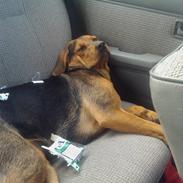 Blanding af racer Bella