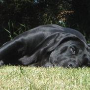 Blanding af racer Zenta Aflivet 14-03-2011