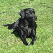 Blanding af racer Zenta Aflivet 14-03-2011