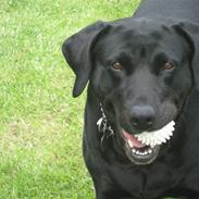 Blanding af racer Zenta Aflivet 14-03-2011