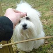 Coton de tulear Elvira