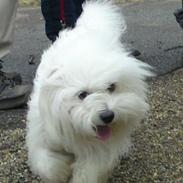 Coton de tulear Elvira