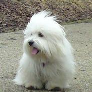 Coton de tulear Elvira