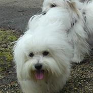 Coton de tulear Elvira