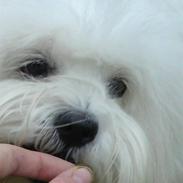 Coton de tulear Elvira