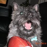 Cairn terrier Tiny