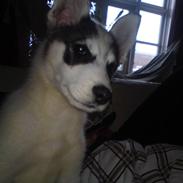 Alaskan husky Obama