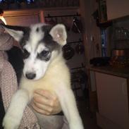 Alaskan husky Obama