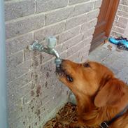 Golden retriever Kenzo <3 Mindrøm<3