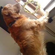 Golden retriever Kenzo <3 Mindrøm<3