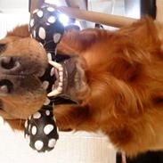 Golden retriever Kenzo <3 Mindrøm<3