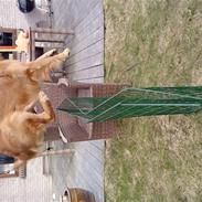 Golden retriever Kenzo <3 Mindrøm<3