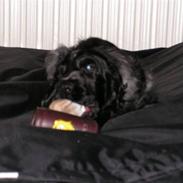 Cocker spaniel Basse(Balou´s bad boy)