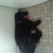 Cocker spaniel Basse(Balou´s bad boy)