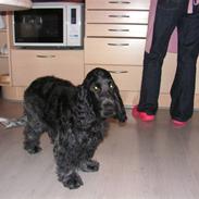 Cocker spaniel Basse(Balou´s bad boy)