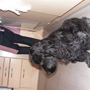 Cocker spaniel Basse(Balou´s bad boy)