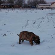 Bullmastiff Carlo