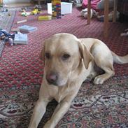 Labrador retriever Santa